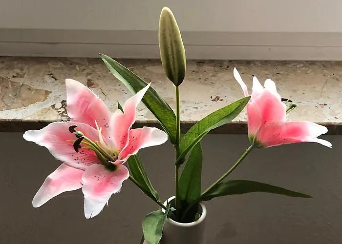 Guest house Gaestehaus Falkenstein